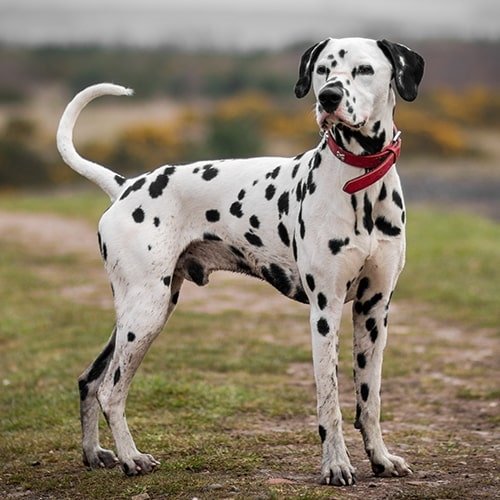 Healthy Purebred Adult Dalmatian for Sale
