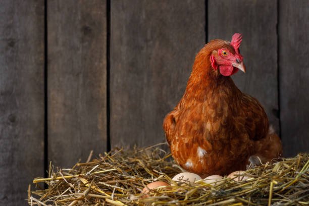 Healthy Egg-Laying Hen for Sale