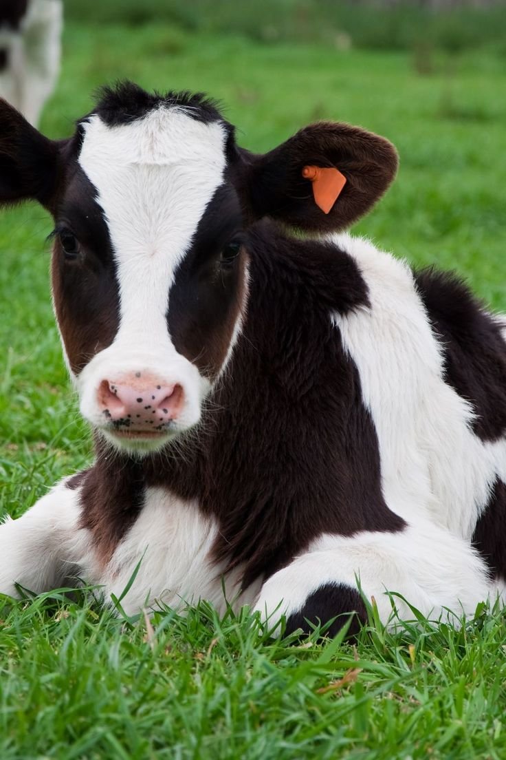 Healthy Australian Cow for Sale